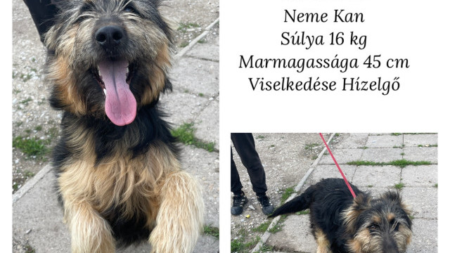 Pipi